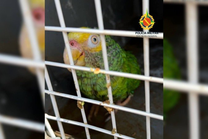 Alguns dos pássaros eram de espécies ameaçadas de extinção - (crédito: Divulgação/PMDF) Alguns dos pássaros eram de espécies ameaçadas de extinção - (crédito: Divulgação/PMDF)