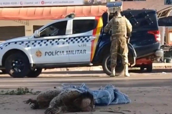 Sagui ferido é resgatado após ser encontrado debilitado no Núcleo Bandeirante - (crédito: PMDF/Divulgação) Sagui ferido é resgatado após ser encontrado debilitado no Núcleo Bandeirante - (crédito: PMDF/Divulgação)