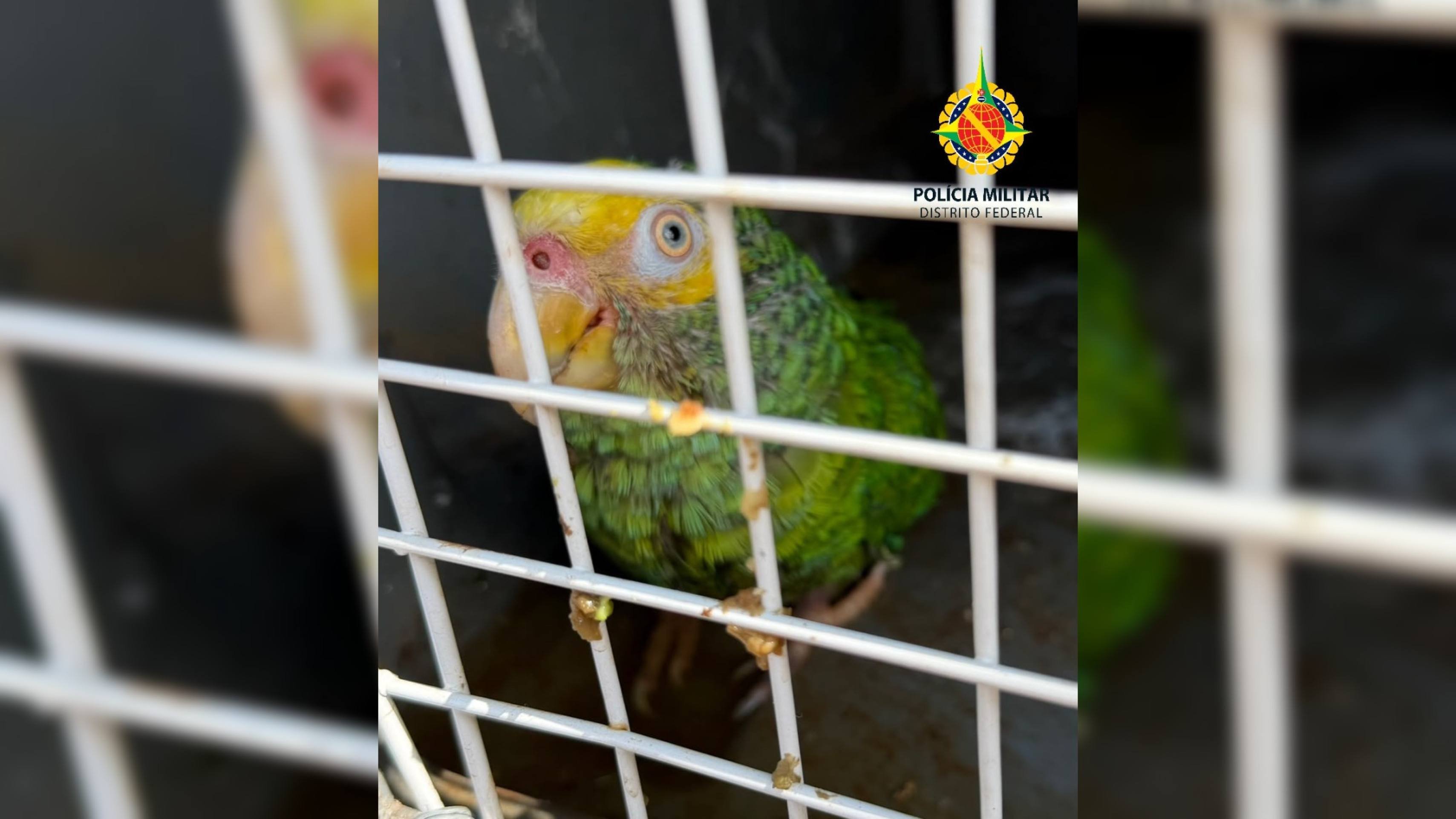 Polícia resgata nove aves silvestres em Samambaia e na Estrutural