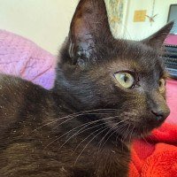 O gato Tom foi resgatado há mais de 30 dias -  (crédito: Arquivo pessoal)