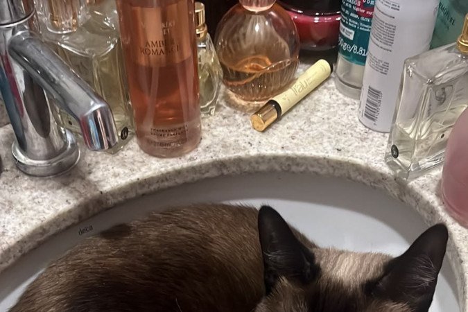 Amora, gata de Lilla de Lacerda Borges