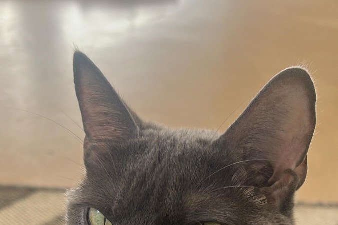 Naylla, a pet de Ana Clara Tavares