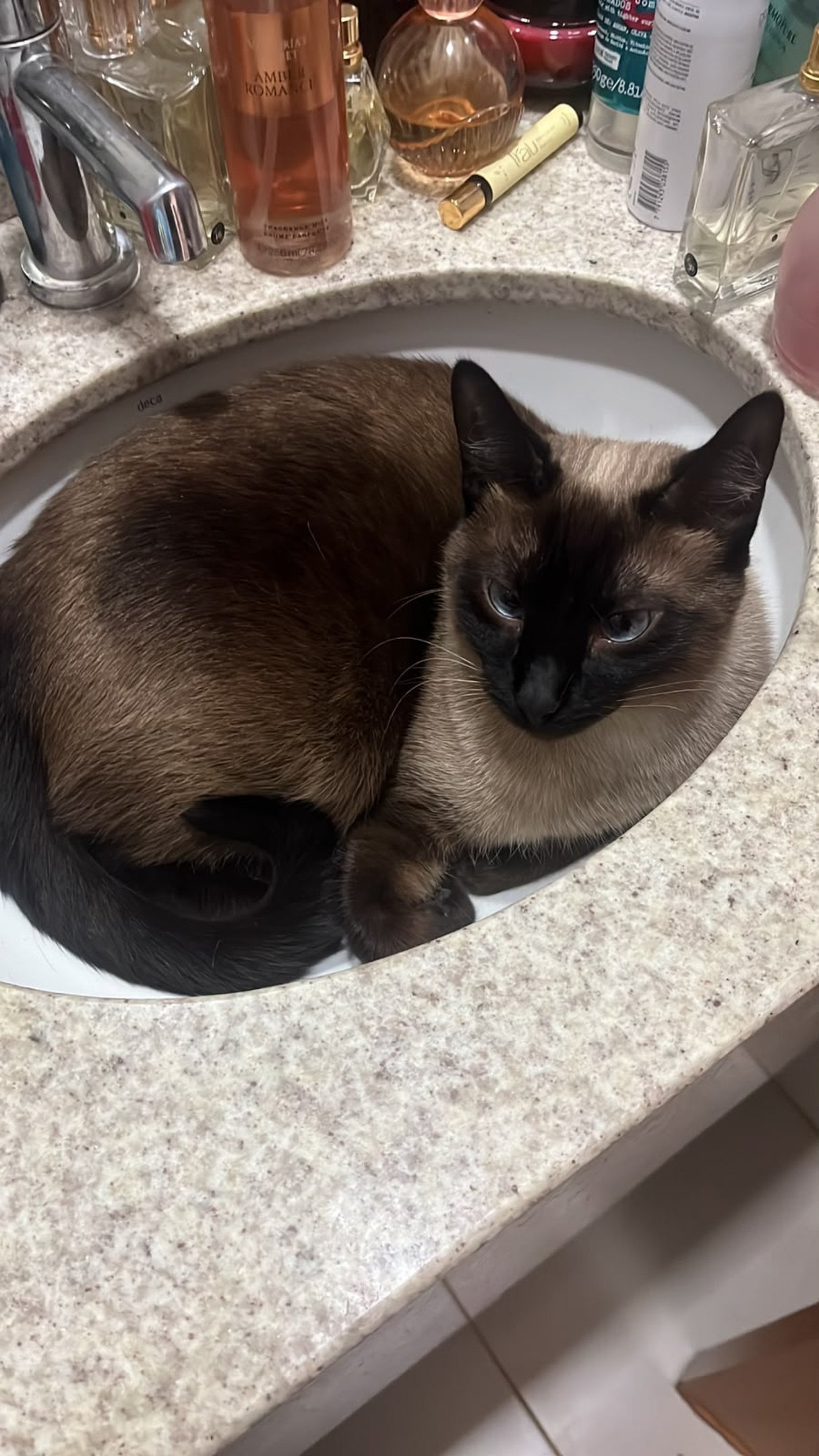 Amora, gata de Lilla de Lacerda Borges