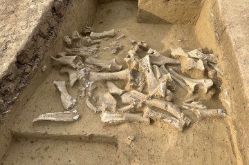 A equipe analisou dados genômicos de 521 mamutes-lanosos incluindo 448 indivíduos que tiveram material genético sequenciado pela primeira vez -  (crédito: Marc Händel/Academia Austríaca de Ciências)