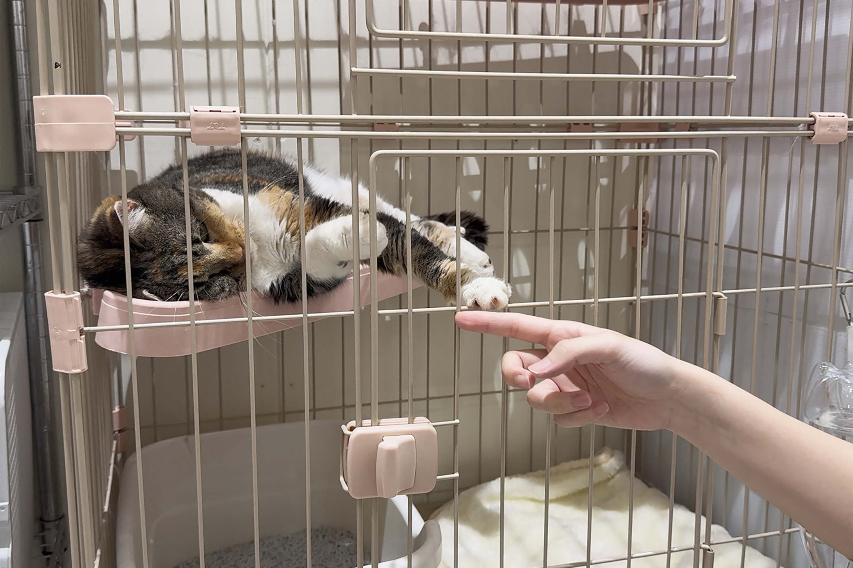 Resgatados 25 gatos soterrados em shopping após terremoto no Japão