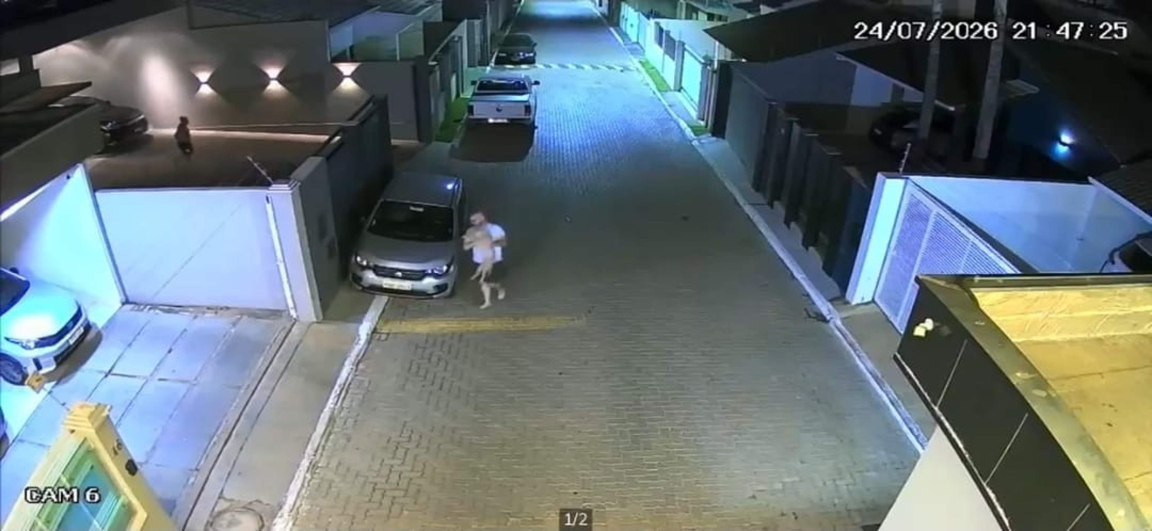 Ataque de American Bully coloca foco na criação e adestramento dos cães