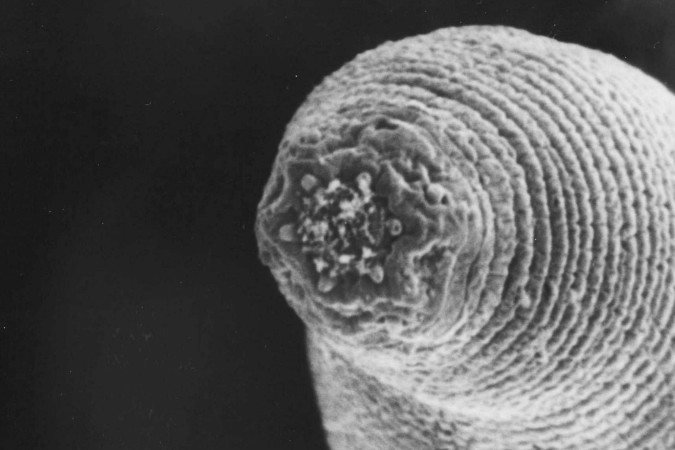 Muitos cientistas duvidavam que pudesse haver vermes nas profundezas da crosta terrestre - (crédito: Gaetan Borgonie/Extreme Life Isyensya) Muitos cientistas duvidavam que pudesse haver vermes nas profundezas da crosta terrestre - (crédito: Gaetan Borgonie/Extreme Life Isyensya)