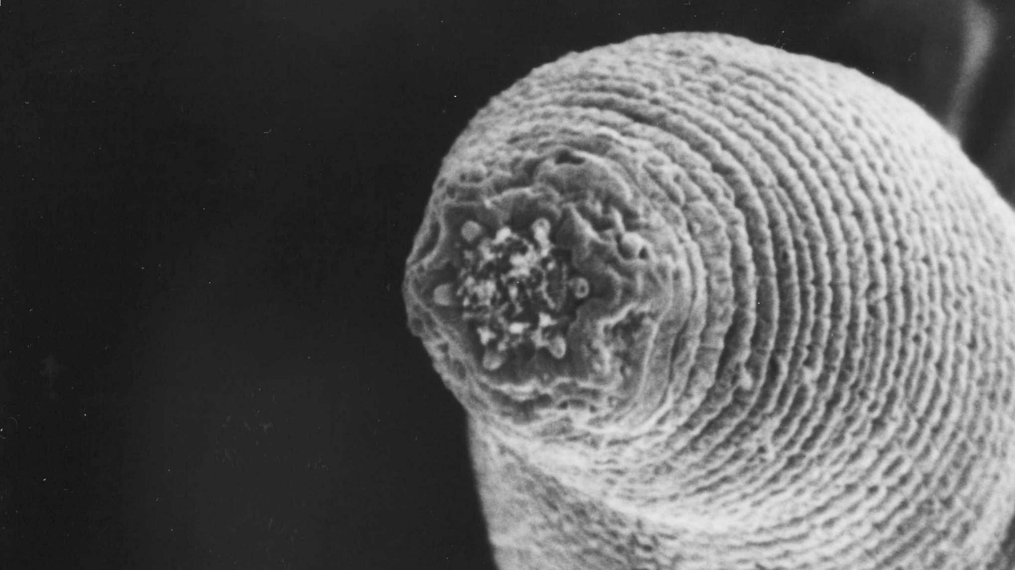 O verme-do-diabo é o animal que vive no lugar mais profundo da Terra - e ele está redefinindo os limites da vida - QTU Questões do Universo