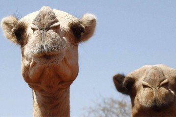 Dromedários transportam blocos de sal extraídos dos lagos ricos em minerais da depressão Danakil, onde as temperaturas podem ultrapassar os 50°C -  (crédito: Corbis via Getty Images)