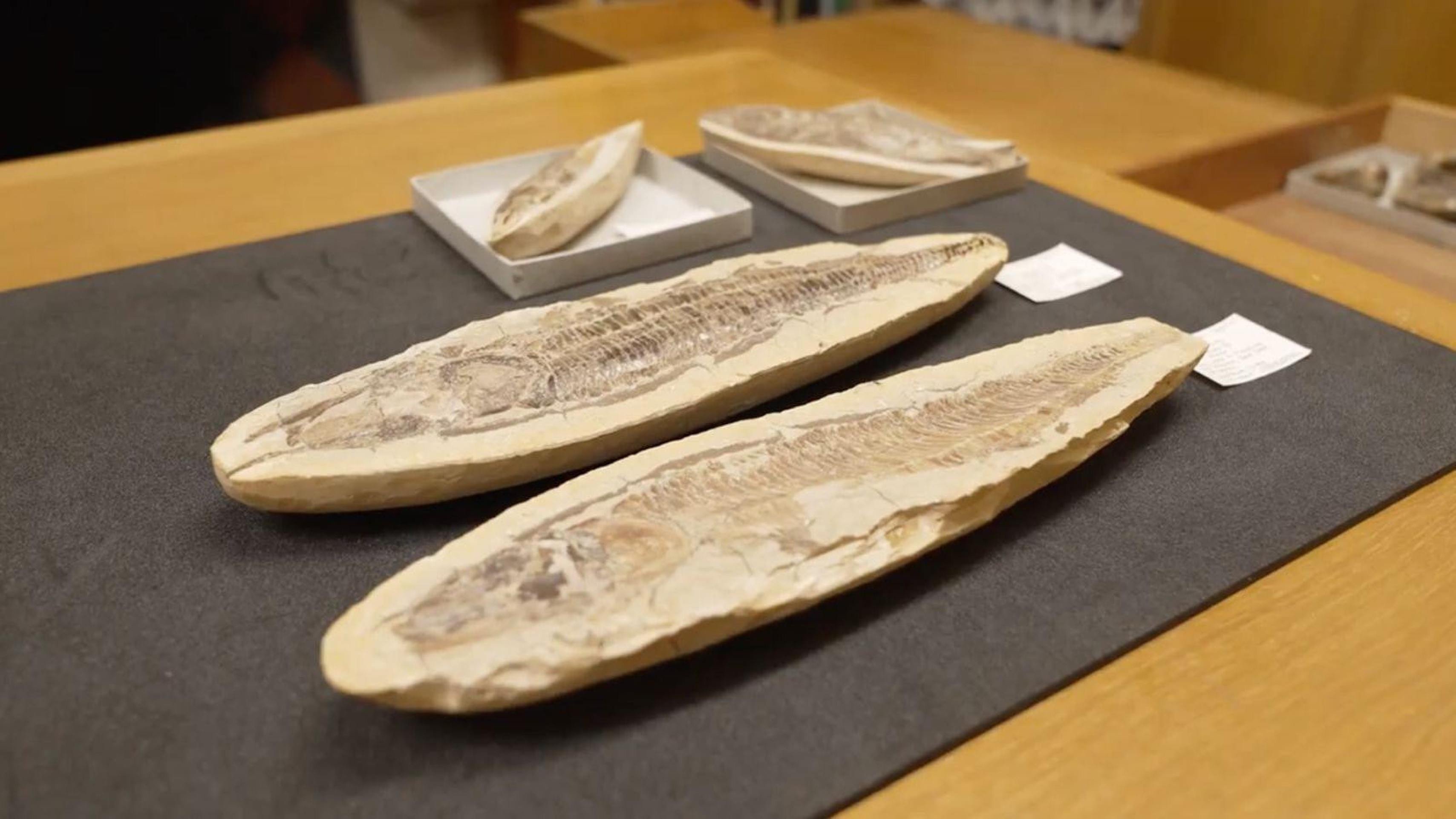 Os fósseis brasileiros guardados em museu britânico que voltarão ao país para recompor acervo do Museu Nacional destruído em incêndio - QTU Questões do Universo