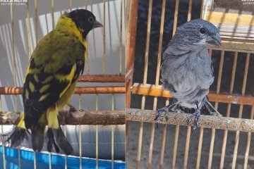 Ao total, oito aves foram resgatadas e levadas para o Centro de Triagem de Animais Silvestres (CETAS) -  (crédito: PMDF/Divulgação)