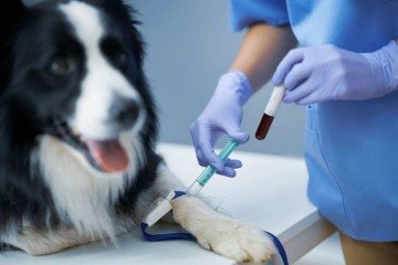 Os animais devem seguir uma série de requisitos para serem doadores - (crédito: Magnific) Os animais devem seguir uma série de requisitos para serem doadores - (crédito: Magnific)
