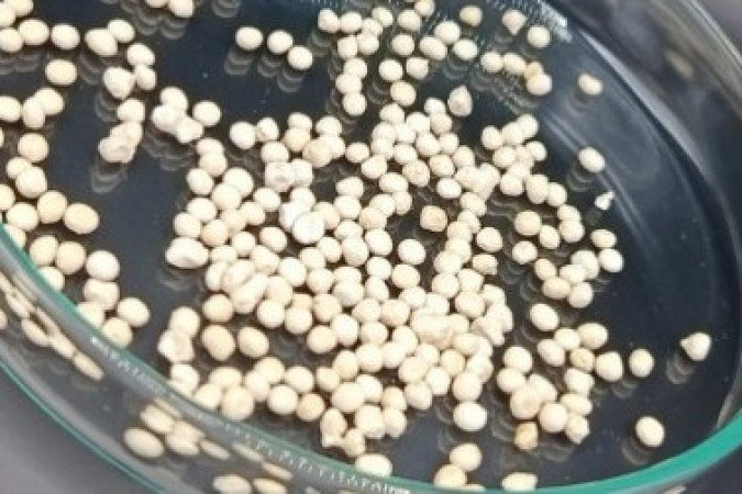 Cápsula de celulose revoluciona uso de bioinseticida no agronegócio