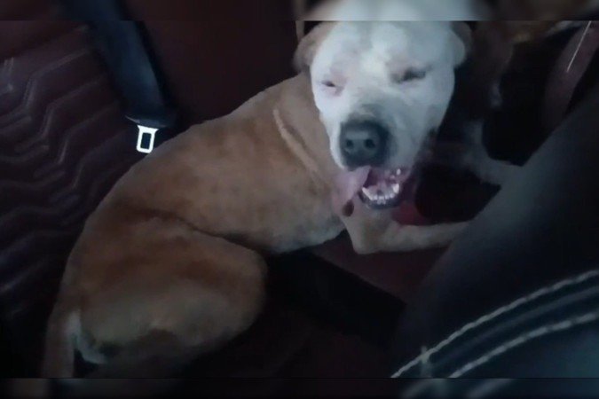Três cachorros morreram durante o ataque das abelhas - (crédito: Material cedido ao Correio) Três cachorros morreram durante o ataque das abelhas - (crédito: Material cedido ao Correio)