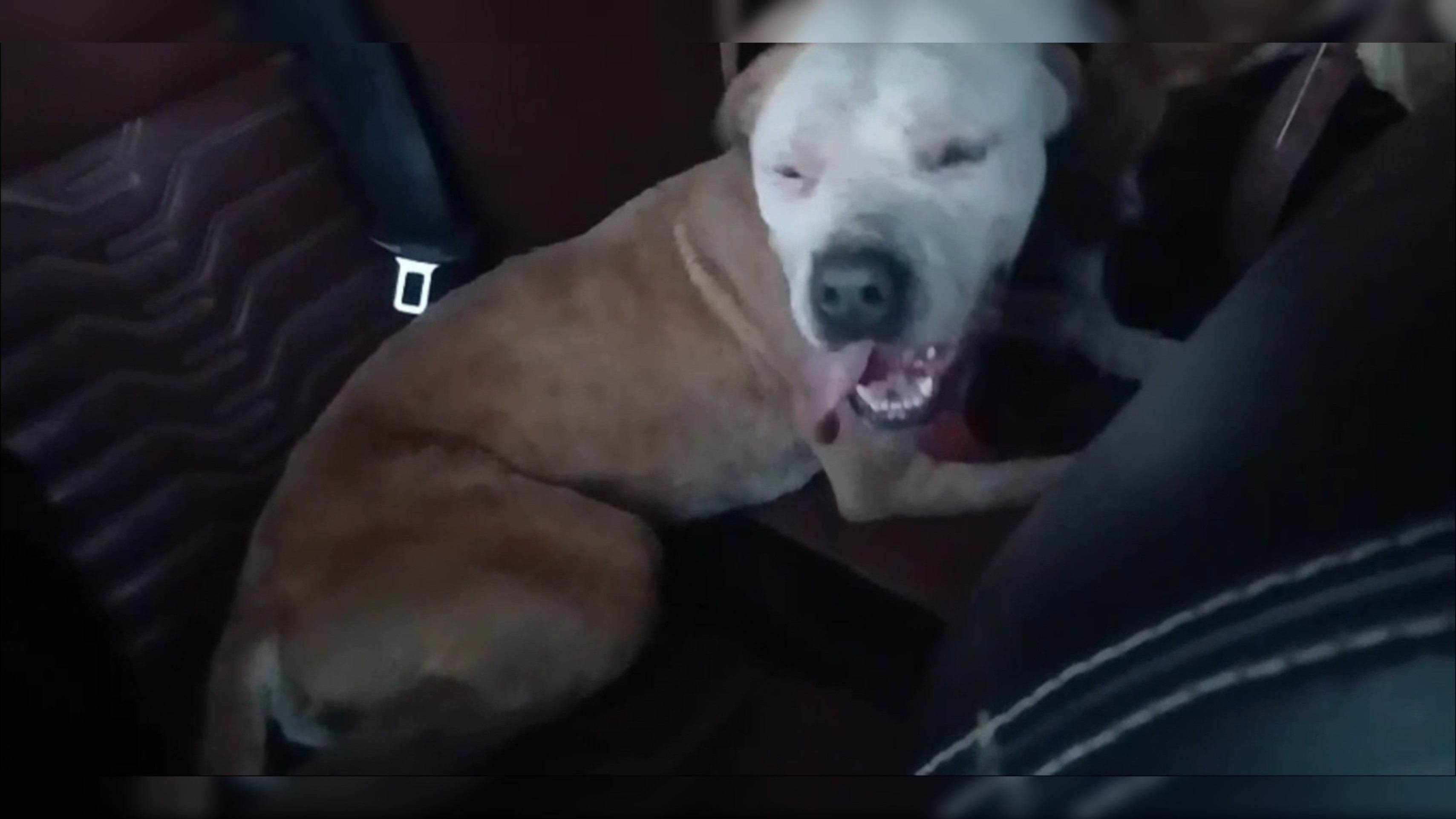 Ataque de abelhas mata três cachorros em residência na Fercal; veja vídeo
