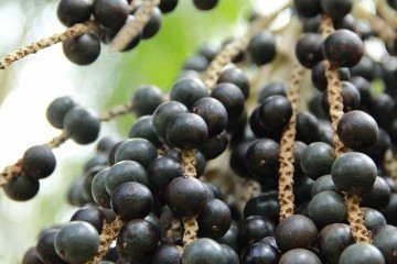 Cientistas sequenciaram o genoma do açaí, abrindo caminho para aprimorar a produtividade e a resistência da palmeira amazônica - (crédito: Embrapa/Divulgação) Cientistas sequenciaram o genoma do açaí, abrindo caminho para aprimorar a produtividade e a resistência da palmeira amazônica - (crédito: Embrapa/Divulgação)