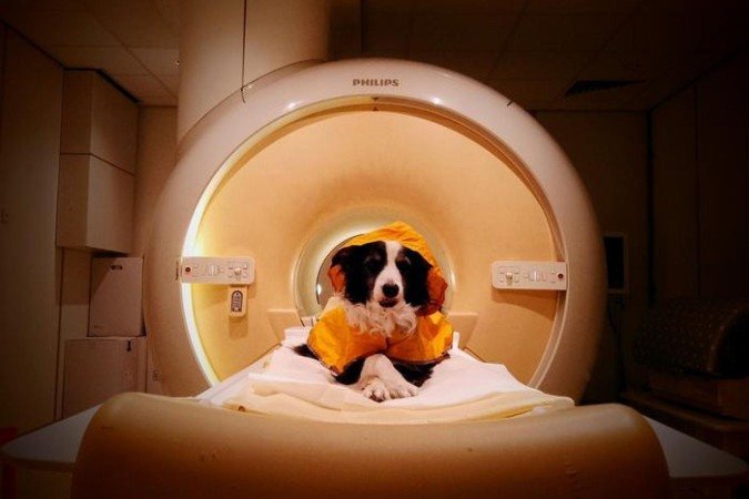 No experimento, os animais ficam acordados - (crédito: Laura V. Cuaya/Divulgação ) No experimento, os animais ficam acordados - (crédito: Laura V. Cuaya/Divulgação )