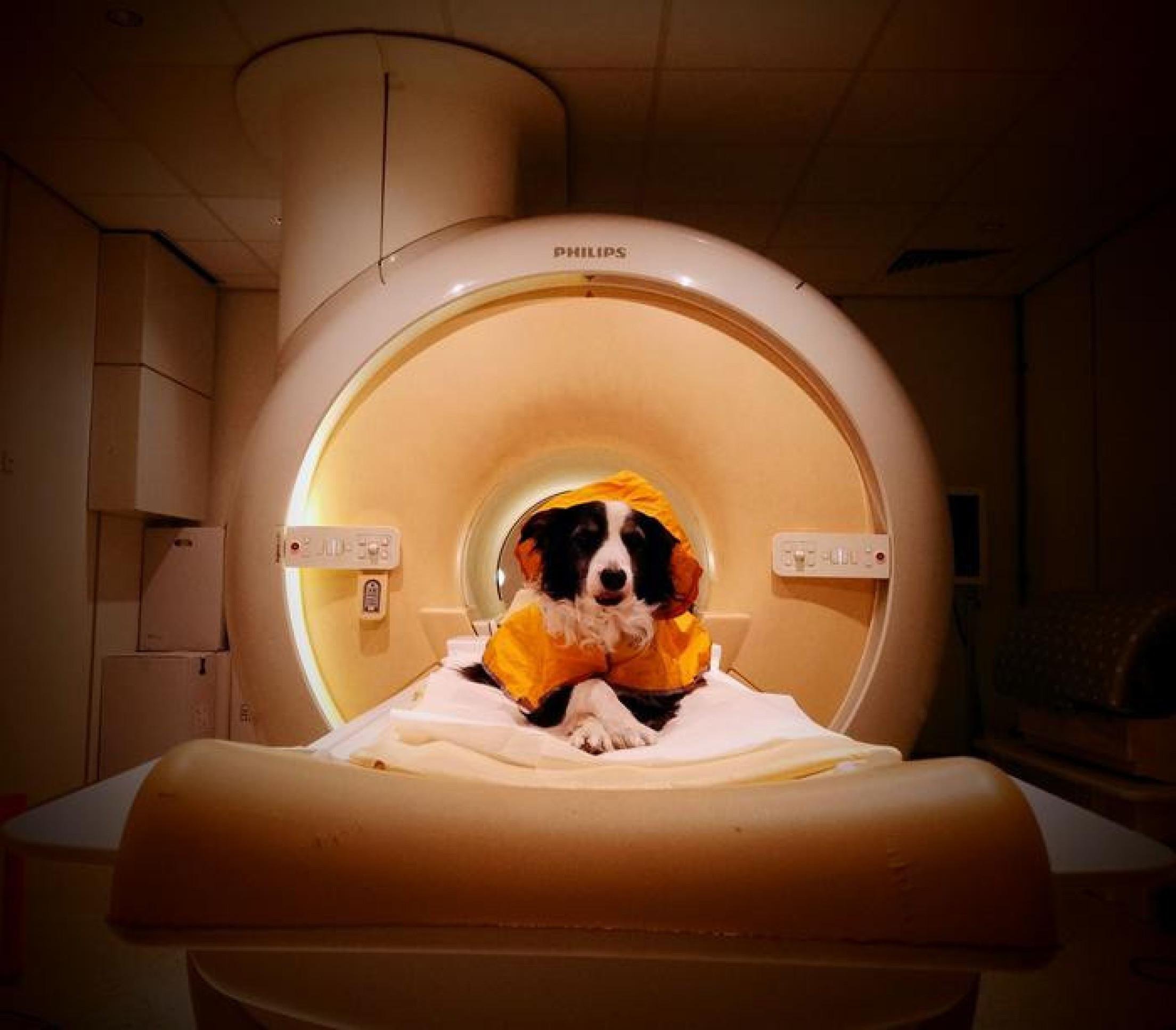 Cães conseguem distinguir raiva, tristeza e medo, revela estudo