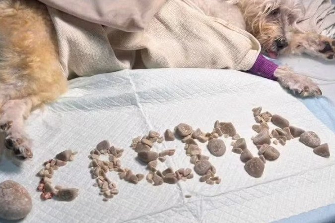 As 227 pedras retiradas da bexiga da cadela Crema foram arranjadas para formar seu nome após a cirurgia bem-sucedida - (crédito: Reprodução/Isla Animals) As 227 pedras retiradas da bexiga da cadela Crema foram arranjadas para formar seu nome após a cirurgia bem-sucedida - (crédito: Reprodução/Isla Animals)