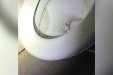 Suspeito foi preso enquanto descartava drogas em vaso sanitário - (crédito: Material cedido ao Correio) Suspeito foi preso enquanto descartava drogas em vaso sanitário - (crédito: Material cedido ao Correio)