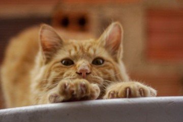 gatos correm risco de prender as garras em grades -  (crédito: pexels)