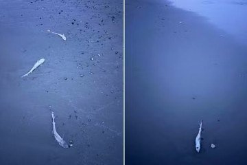 Tubarões-cação foram encontrados mortos em uma praia nos Estados Unidos - (crédito: Reprodução) Tubarões-cação foram encontrados mortos em uma praia nos Estados Unidos - (crédito: Reprodução)