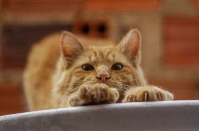 gatos correm risco de prender as garras em grades - (crédito: pexels) gatos correm risco de prender as garras em grades - (crédito: pexels)