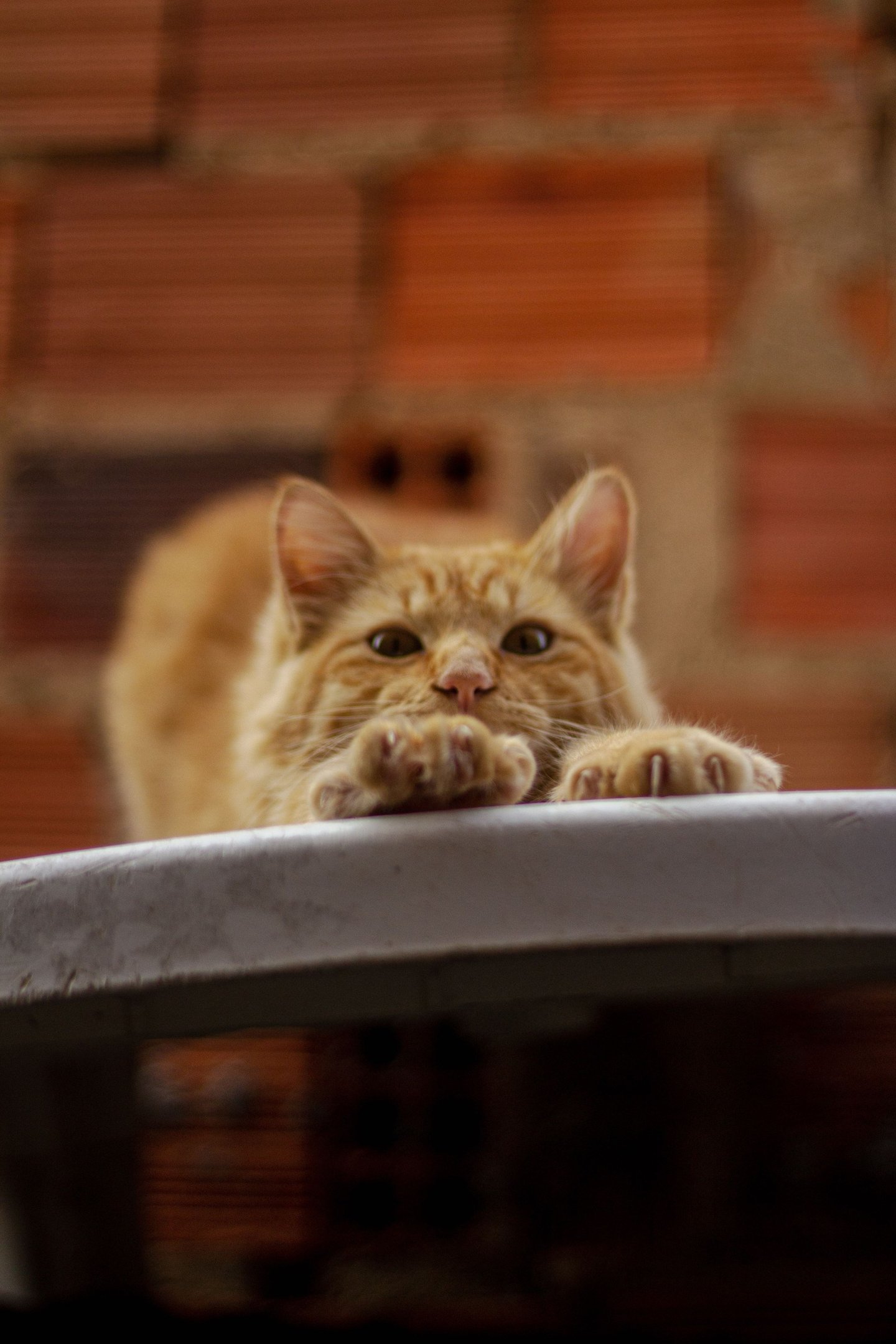Na ponta das patas: cães e gatos podem sofrer por falta de cuidados
