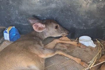 Veado atropelado na DF-180, no Gama, foi resgatado com ferimentos por policiais militares do Batalhão de Polícia Militar Ambiental (BPMA) - (crédito: PMDF/Divulgação) Veado atropelado na DF-180, no Gama, foi resgatado com ferimentos por policiais militares do Batalhão de Polícia Militar Ambiental (BPMA) - (crédito: PMDF/Divulgação)