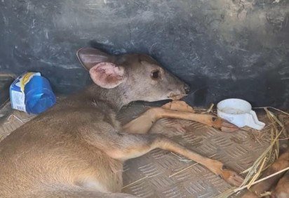 Veado atropelado na DF-180, no Gama, foi resgatado com ferimentos por policiais militares do Batalhão de Polícia Militar Ambiental (BPMA) -  (crédito: PMDF/Divulgação) -Veado atropelado na DF-180, no Gama, foi resgatado com ferimentos por policiais militares do Batalhão de Polícia Militar Ambiental (BPMA) -  (crédito: PMDF/Divulgação)