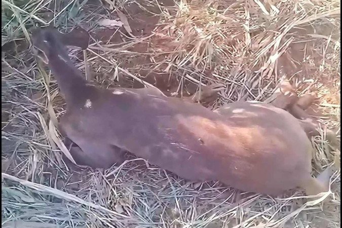 Veado atropelado na DF-180, no Gama, foi resgatado com ferimentos por policiais militares do Batalh&atilde;o de Pol&iacute;cia Militar Ambiental (BPMA)