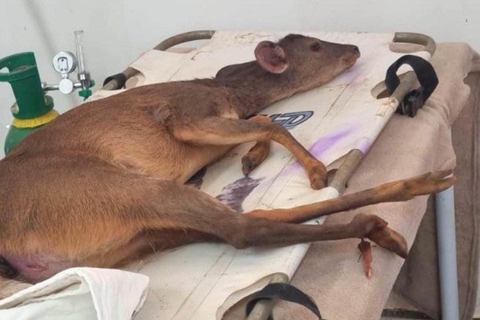 Veado atropelado na DF-180, no Gama, foi resgatado com ferimentos e encaminhado ao Hospital Veterin&aacute;rio (HVET)