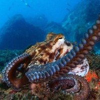 O projeto de criação de polvos da Nueva Pescanova enfrentou uma rejeição generalizada desde o início -  (crédito: SOPA Images/LightRocket vía Getty Images)