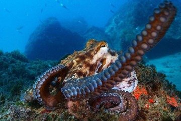 O projeto de criação de polvos da Nueva Pescanova enfrentou uma rejeição generalizada desde o início - (crédito: SOPA Images/LightRocket vía Getty Images) O projeto de criação de polvos da Nueva Pescanova enfrentou uma rejeição generalizada desde o início - (crédito: SOPA Images/LightRocket vía Getty Images)