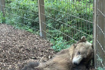 'Alguém está morrendo de sono! Adoramos ver nosso filhote de urso-pardo macho, Fitz, todo cansado depois de um sábado cheio de brincadeiras ' divulgou o zoológico, em outro dia da rotina do urso.
 -  (crédito: reprodução/thecalgaryzoo)