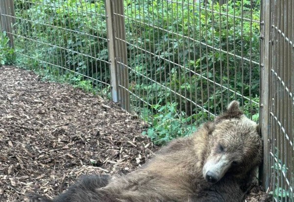 reprodução/thecalgaryzoo