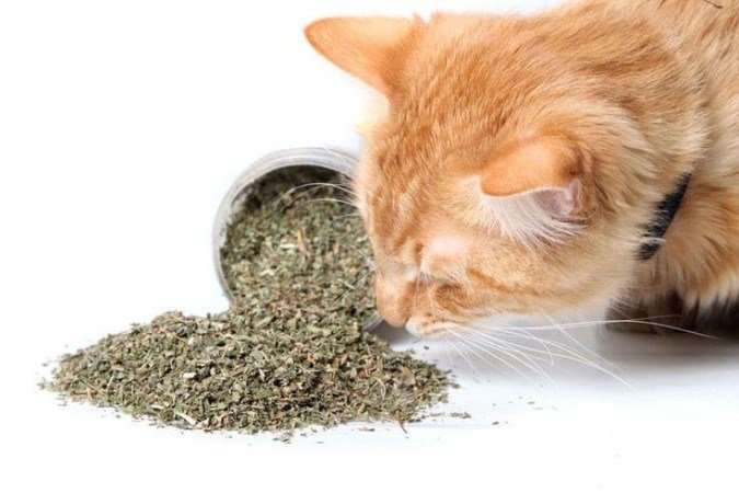 A erva-do-gato traz um série de benefícios para o animal 