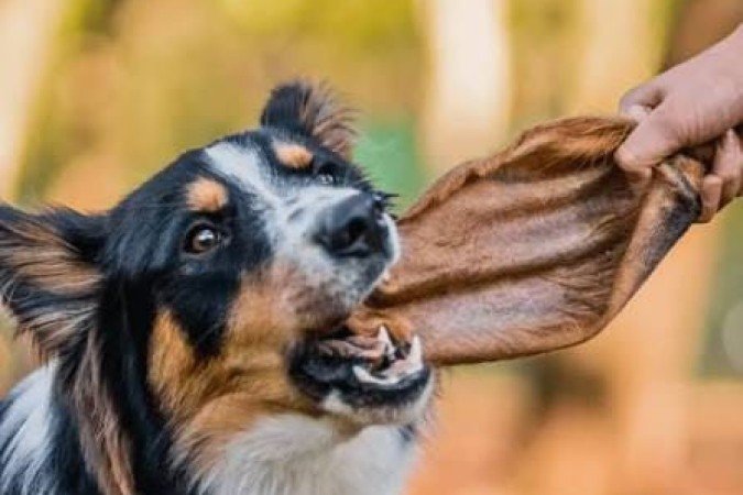 A orelha de boi aparece em vídeos nas redes sociais