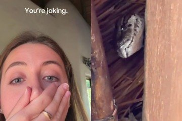 Influenciadora Alex Blumy flagrou piton vivendo no teto de sua casa - (crédito: Reprodução/Tiktok/Alexblumy) Influenciadora Alex Blumy flagrou piton vivendo no teto de sua casa - (crédito: Reprodução/Tiktok/Alexblumy)