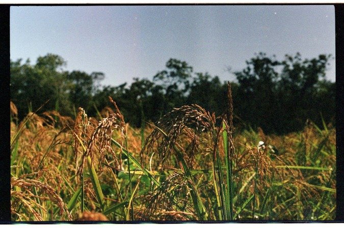 Estudo mostra como o uso controlado do fogo pode atuar na prevenção de incêndios de grandes proporções no Cerrado.