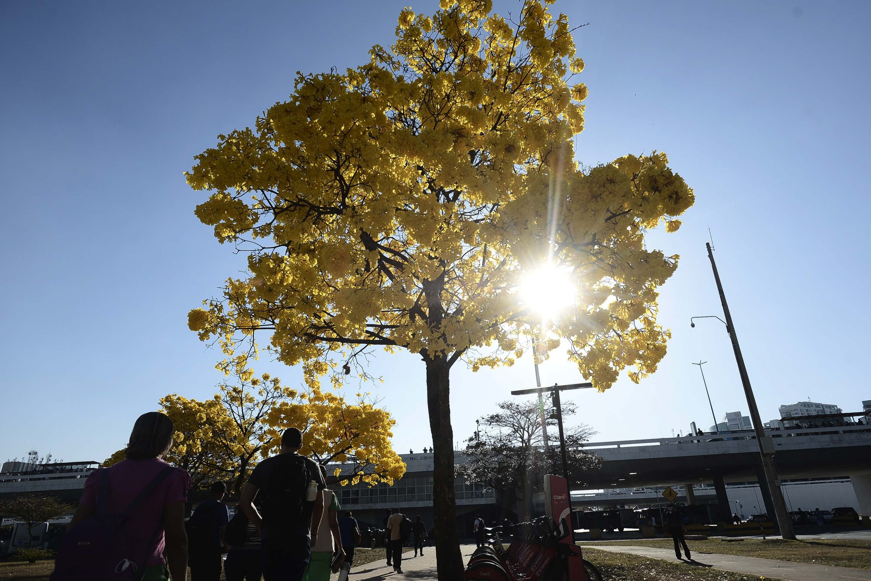 Ip&ecirc;-amarelo florido em Bras&iacute;lia pr&oacute;ximo a Rodovi&aacute;ria do Plano Piloto