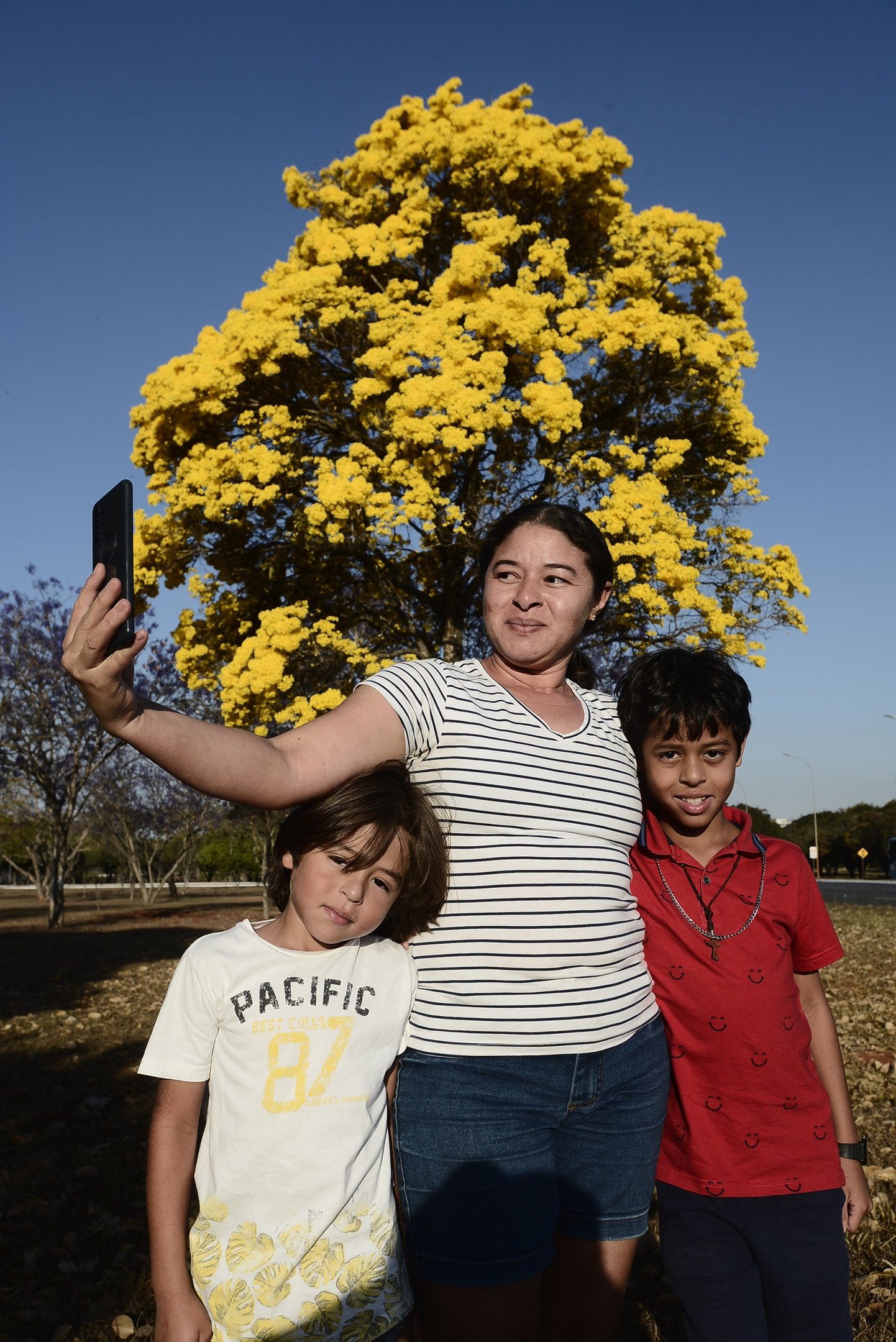  20/08/2026. Cr&eacute;dito: Minervino J&uacute;nior/CB/D.A Press. Brasil.  Brasilia - DF. Ip&ecirc; amarelo florido em Bras&iacute;lia pr&oacute;ximo SMU. Sabrina 61 98656-4195 com os filhos Lucas (branco) e Tales