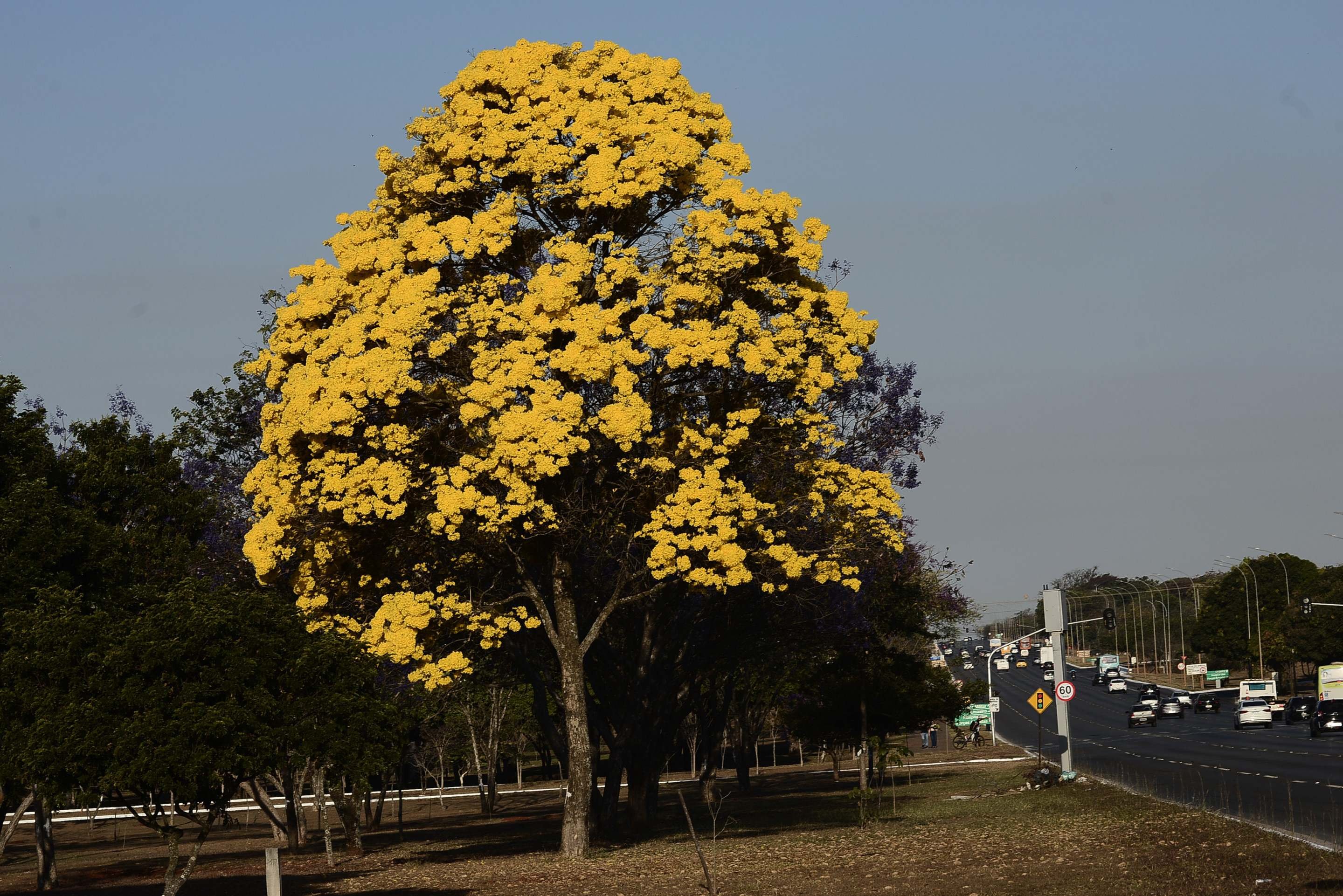 Ip&ecirc;-amarelo pr&oacute;ximo do Setor Militar Urbano