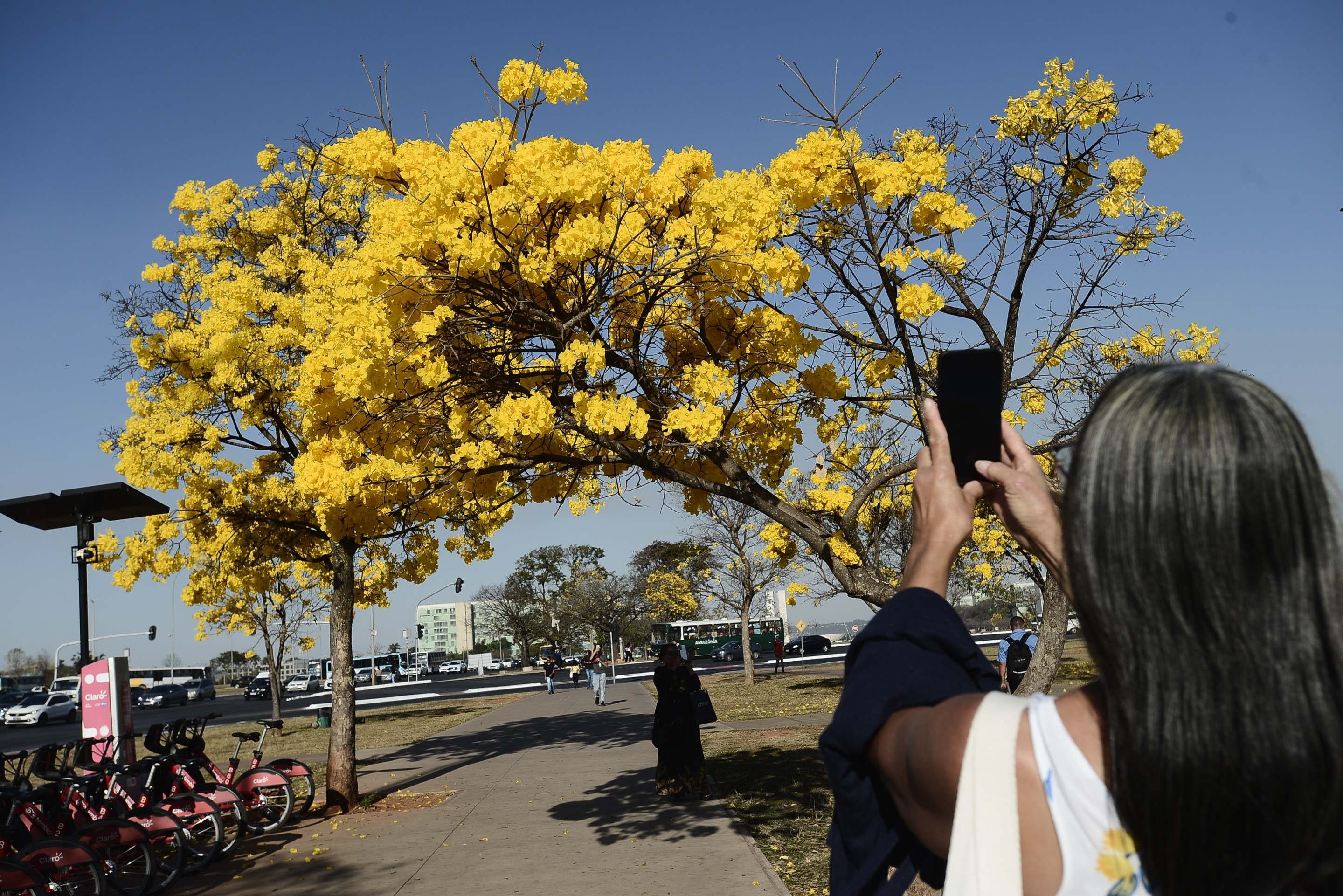 Fotografar os ip&ecirc;s &eacute; uma tradi&ccedil;&atilde;o em Bras&iacute;lia