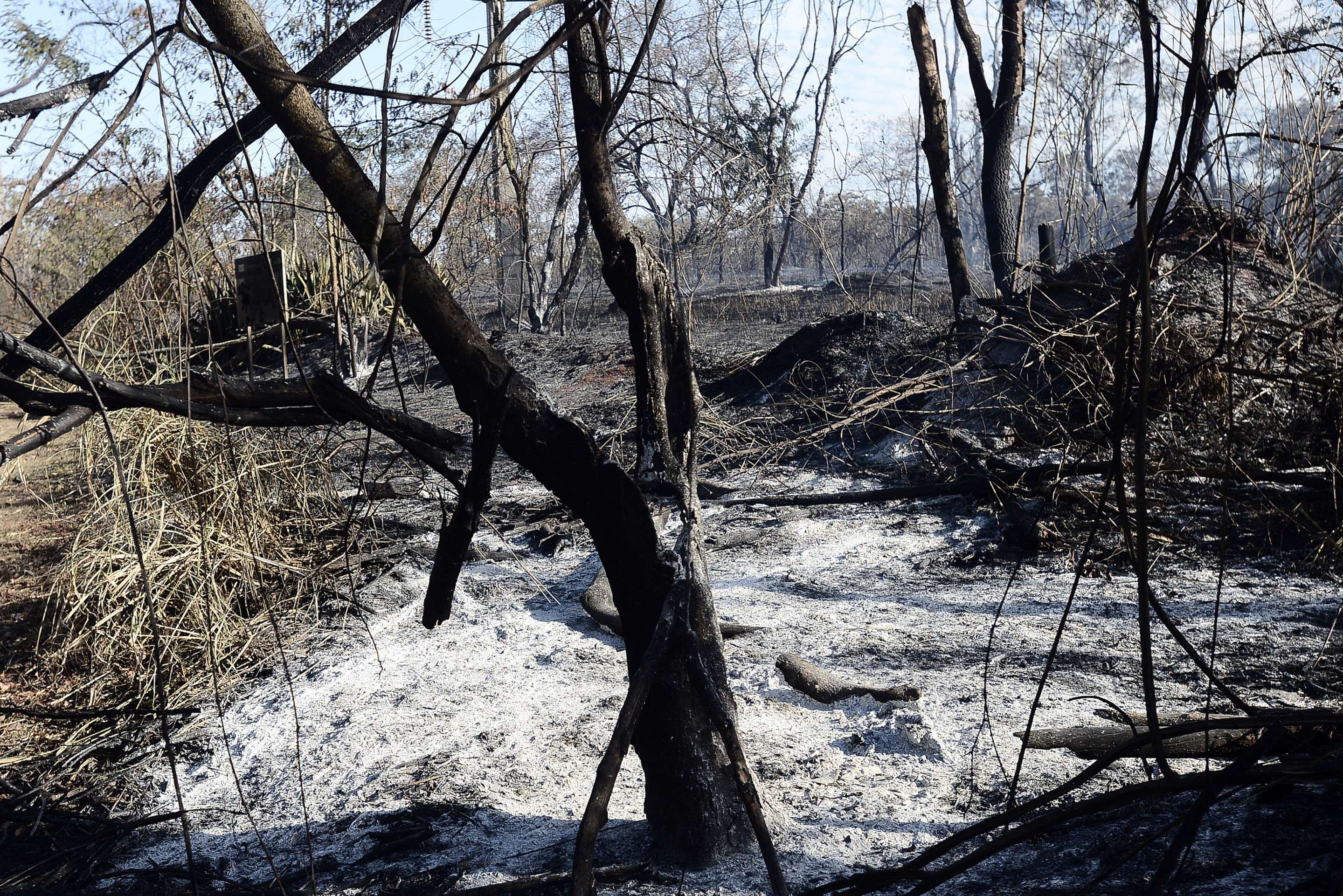 Fumaça de incêndio: como proteger a saúde respiratória no clima seco
