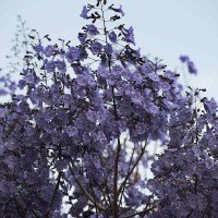 Os jacarand&aacute;-mimosos s&atilde;o parentes dos ip&ecirc;s, que assim como eles, florescem na seca -  (crédito: Minervino J&uacute;nior/CB/D.A.Press)