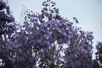 Os jacarandá-mimosos são parentes dos ipês, que assim como eles, florescem na seca - (crédito: Minervino Júnior/CB/D.A.Press) Os jacarandá-mimosos são parentes dos ipês, que assim como eles, florescem na seca - (crédito: Minervino Júnior/CB/D.A.Press)