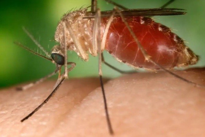 A transmissão ocorre principalmente pela picada do mosquito do gênero Culex (os pernilongos comuns, também conhecidos como muriçocas), que adquire o vírus ao se alimentar do sangue de aves infectadas - (crédito: Wikimedia Commons/Divulgação ) A transmissão ocorre principalmente pela picada do mosquito do gênero Culex (os pernilongos comuns, também conhecidos como muriçocas), que adquire o vírus ao se alimentar do sangue de aves infectadas - (crédito: Wikimedia Commons/Divulgação )
