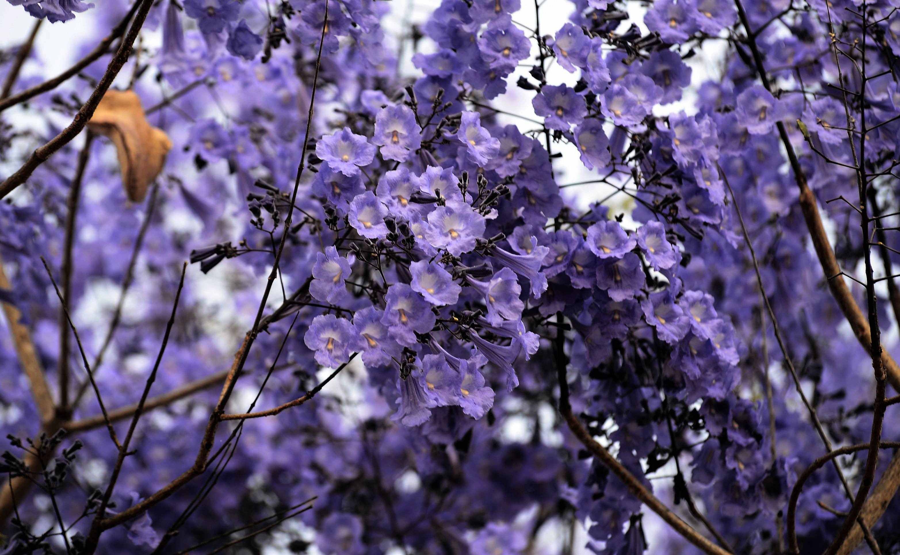 A flora&ccedil;&atilde;o come&ccedil;a em agosto e se estende at&eacute; novembro 