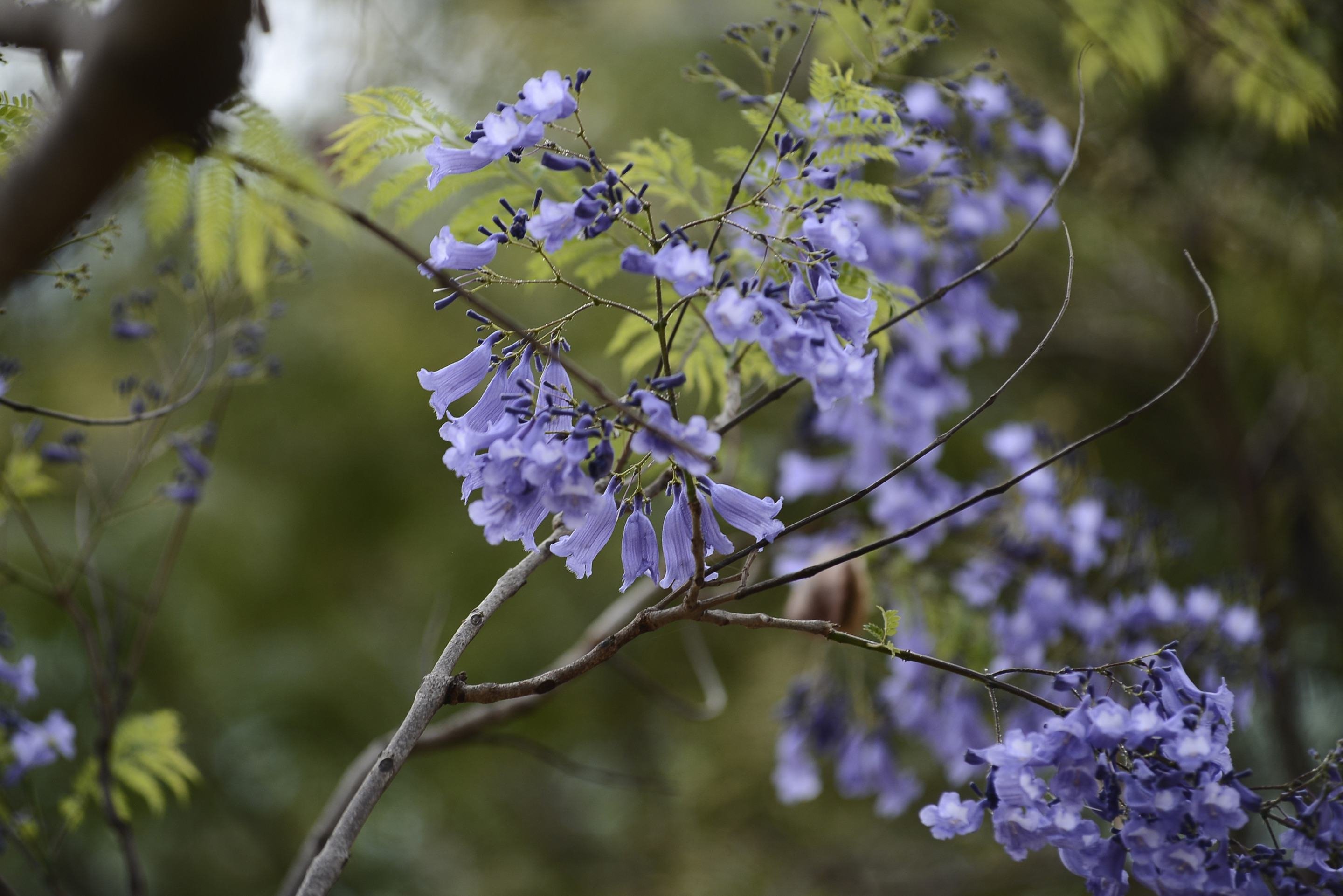As flores contrastam entre tons de lil&aacute;s e roxo v&iacute;vidos